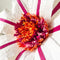 Paper Flowers - XL Coral Flower | White by Nibbanah. Australian Art Prints, Gifts, Fashion and Homewares. Green Door Decor. www.greendoordecor.com.au