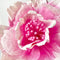 Paper Flowers - Bell Flower | Pink by Nibbanah. Australian Art Prints, Gifts, Fashion and Homewares. Green Door Decor. www.greendoordecor.com.au