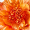 Paper Flowers - XL Primrose | Orange by Nibbanah. Australian Art Prints, Gifts, Fashion and Homewares. Green Door Decor. www.greendoordecor.com.au