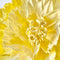 Paper Flowers - XL Primrose Flower | Yellow by Nibbanah. Australian Art Prints, Gifts, Fashion and Homewares. Green Door Decor. www.greendoordecor.com.au