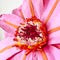 Paper Flowers - XL Coral Flower | Pink by Nibbanah. Australian Art Prints, Gifts, Fashion and Homewares. Green Door Decor. www.greendoordecor.com.au