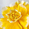 Paper Flowers - Bell Flower | Yellow by Nibbanah. Australian Art Prints, Gifts, Fashion and Homewares. Green Door Decor. www.greendoordecor.com.au