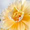 Paper Flowers - Bell Flower | Apricot by Nibbanah. Australian Art Prints, Gifts, Fashion and Homewares. Green Door Decor. www.greendoordecor.com.au
