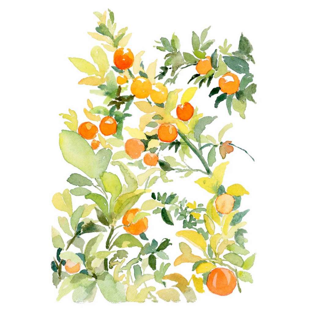 'Citrus' Fine Art Print | Choose Arts by Qing Zhang. Australian Art Prints and Homewares. Green Door Decor. www.greendoordecor.com.au