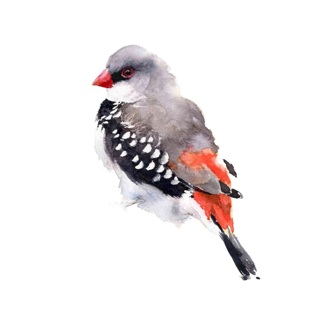 'Diamond Firetail' Fine Art Print | Choose Arts by Qing Zhang. Australian Art Prints and Homewares. Green Door Decor. www.greendoordecor.com.au