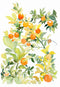 'Citrus' Fine Art Print | Choose Arts by Qing Zhang. Australian Art Prints and Homewares. Green Door Decor. www.greendoordecor.com.au