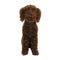 BAILEY Topiary Cypress Dog (UV Treated) - Chocolate 60cm by HG Living. Australian Art Prints, Gifts, Fashion and Homewares. Green Door Decor. www.greendoordecor.com.au