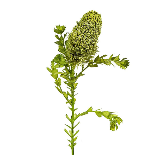 Faux Flower | Banksia Bud with Leaf 73cm Green. Australian Art Prints and Homewares. Green Door Decor. www.greendoordecor.com.au