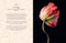 Beautiful Blooms | Flower Photography book by Georgianna Lane. Australian Art Prints, Gifts, Fashion and Homewares. Green Door Decor. www.greendoordecor.com.au