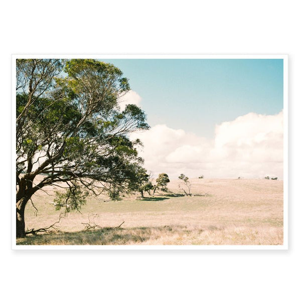 'Bodalla' - Limited Edition Fine Art Print by Louise Agnew Photography. Australian Art Prints and Homewares. Green Door Decor. www.greendoordecor.com.au