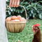Bushel Basket | Various Sizes by Heaven in Earth. Australian Art Prints, Gifts, Fashion and Homewares. Green Door Decor. www.greendoordecor.com.au
