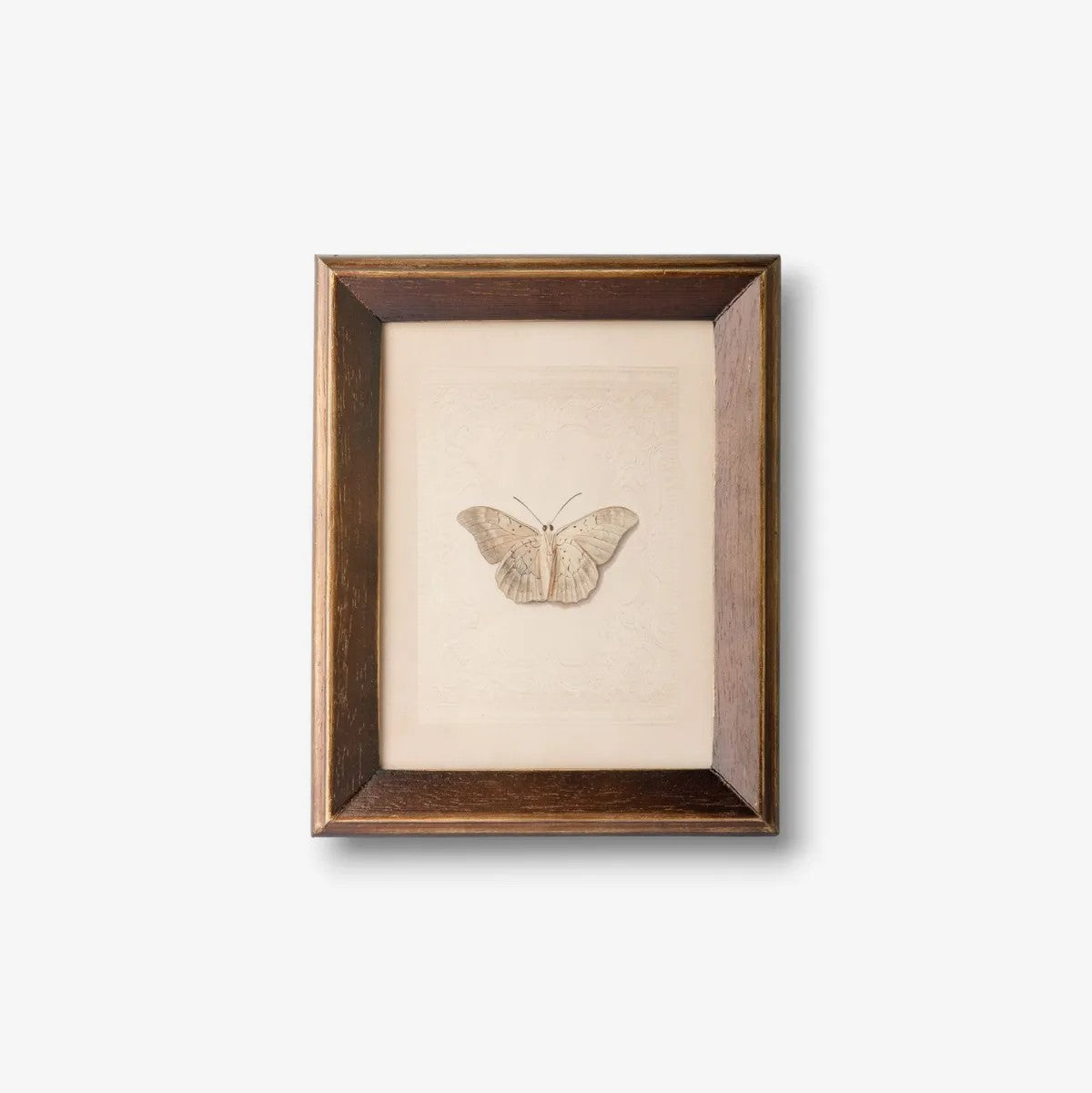 Butterfly Study | Wall Art by French Country Collections. Australian Art Prints, Gifts, Fashion and Homewares. Green Door Decor. www.greendoordecor.com.au
