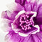 Paper Flowers - Bell Flower | Neon Purple by Nibbanah. Australian Art Prints, Gifts, Fashion and Homewares. Green Door Decor. www.greendoordecor.com.au