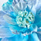 Paper Flowers - XL Primrose Flower | Baby Blue by Nibbanah. Australian Art Prints, Gifts, Fashion and Homewares. Green Door Decor. www.greendoordecor.com.au