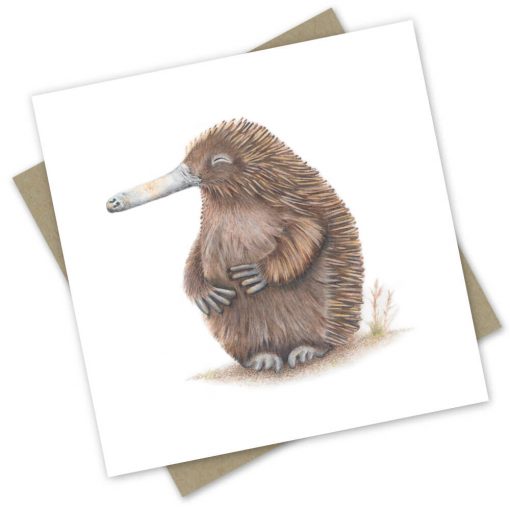 Greeting Card | Hungry Echidna by Popcorn Blue. Australian Art Prints and Homewares. Green Door Decor. www.greendoordecor.com.au