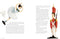 Classic Fairy Tale Treasury book - Deluxe Edition by Francesco Rossi, Hardie Grant books. Australian Art Prints, Gifts, Fashion and Homewares. Green Door Decor. www.greendoordecor.com.au