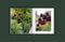 Diary of an English Garden by Paul Bangay. Australian Art Prints, Gifts, Fashion and Homewares. Green Door Decor. www.greendoordecor.com.au