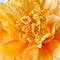 Paper Flowers - XL Primrose Flower | Apricot by Nibbanah. Australian Art Prints, Gifts, Fashion and Homewares. Green Door Decor. www.greendoordecor.com.au