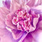 Paper Flowers - XL Primrose Flower | Neon Purple by Nibbanah. Australian Art Prints, Gifts, Fashion and Homewares. Green Door Decor. www.greendoordecor.com.au
