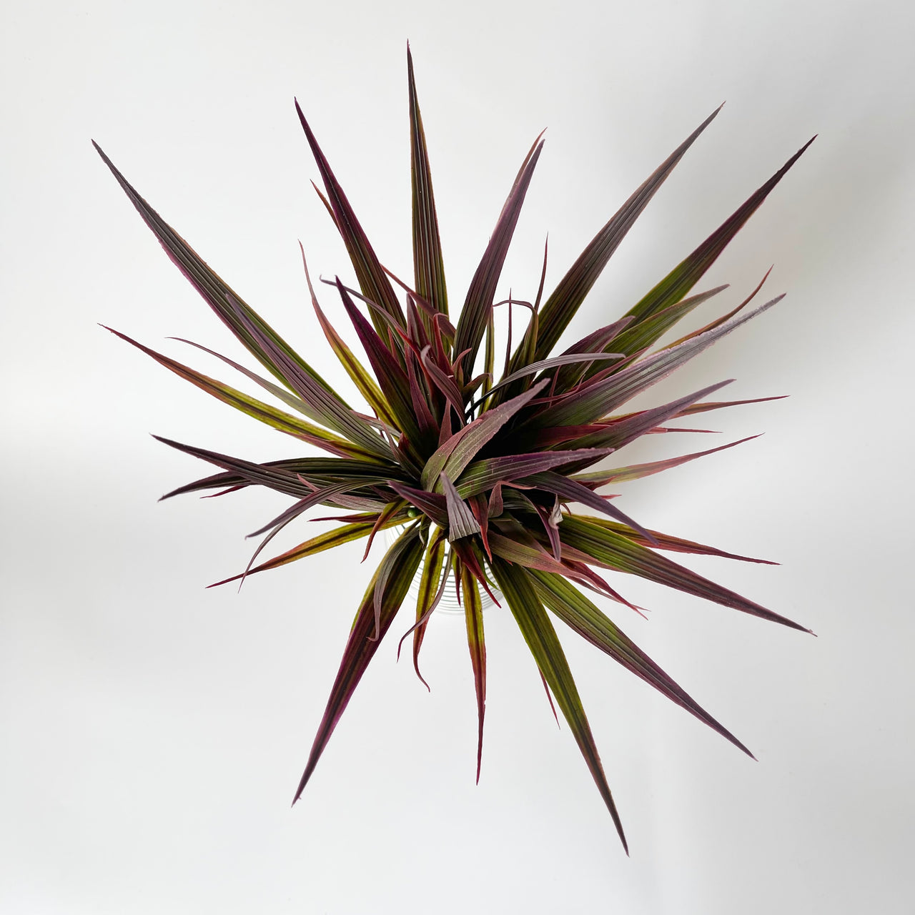 Faux Grass Plant | Burgundy & Green 34cm by Florabelle Living. Australian Art Prints and Homewares. Green Door Decor. www.greendoordecor.com.au