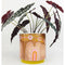 'Emma Stenhouse' Small Planter | The Path Behind The Mountain | Green Door Decor. Australian Art Prints and Homewares. Green Door Decor. www.greendoordecor.com.au