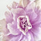 Paper Flowers - Bell Flower | Mauve by Nibbanah. Australian Art Prints, Gifts, Fashion and Homewares. Green Door Decor. www.greendoordecor.com.au