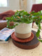 Felt Trivet Set | Spiced Cocoa by Home Dweller. Australian Art Prints, Gifts, Fashion and Homewares. Green Door Decor. www.greendoordecor.com.au