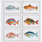 Fish of the Day 6 Pack by Grotti Lotti. Australian Art Prints, Fashion and Homewares. Green Door Decor. www.greendoordecor.com.au