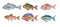Fish of the Day 6 Pack by Grotti Lotti. Australian Art Prints, Fashion and Homewares. Green Door Decor. www.greendoordecor.com.au