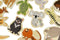 Fridge Friends Australian Animals Magnets by Eleganter Australia. Australian Art Prints, Fashion and Homewares. Green Door Decor. www.greendoordecor.com.au