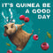 Greeting Card | It's Guinea Be A Good Day by La La Land. Australian Art Prints and Homewares. Green Door Decor. www.greendoordecor.com.au