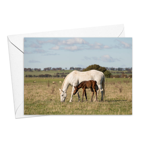 Kim Storey Greeting Card | A Mare and Foal. Australian Art Prints and Homewares. Green Door Decor. www.greendoordecor.com.au