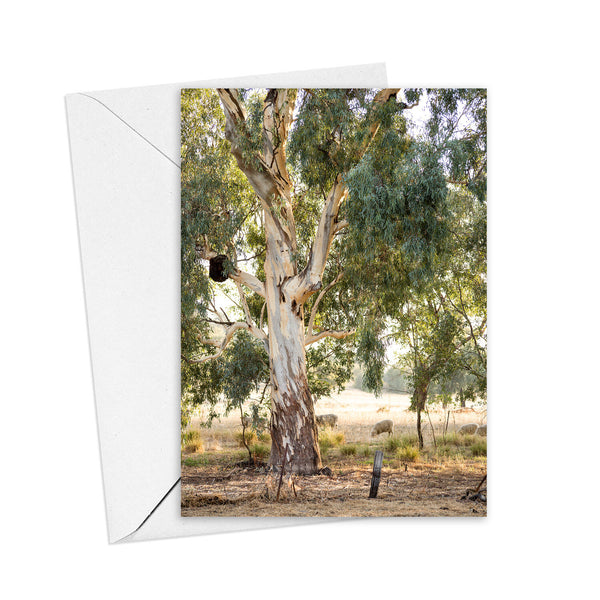Kim Storey Greeting Card | Red Gums and Sheep