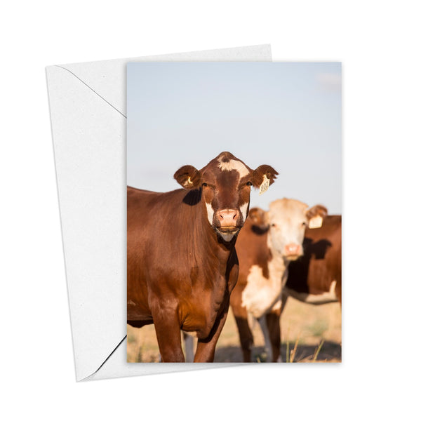 Kim Storey Greeting Card | Red Heifers. Australian Art Prints and Homewares. Green Door Decor. www.greendoordecor.com.au