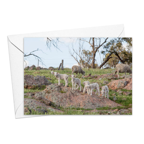 Kim Storey Greeting Card | Young Lambs Play on the Rocks. Australian Art Prints and Homewares. Green Door Decor. www.greendoordecor.com.au