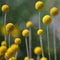 Grow Kit | Billy Buttons by Urban Greens. Australian Art Prints and Homewares. Green Door Decor. www.greendoordecor.com.au