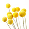 Grow Kit | Billy Buttons by Urban Greens. Australian Art Prints and Homewares. Green Door Decor. www.greendoordecor.com.au