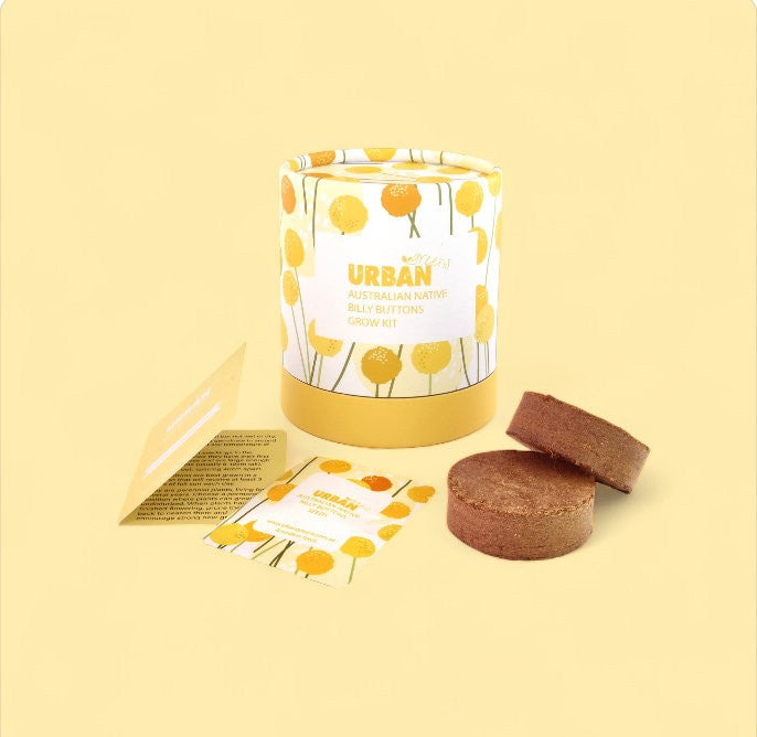 Grow Kit | Billy Buttons by Urban Greens. Australian Art Prints and Homewares. Green Door Decor. www.greendoordecor.com.au