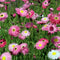 Grow Kit | Everlasting Daisies by Urban Greens. Australian Art Prints and Homewares. Green Door Decor. www.greendoordecor.com.au