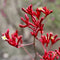 Grow Kit | Kangaroo Paws by Urban Greens. Australian Art Prints and Homewares. Green Door Decor. www.greendoordecor.com.au