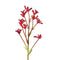 Grow Kit | Kangaroo Paws by Urban Greens. Australian Art Prints and Homewares. Green Door Decor. www.greendoordecor.com.au