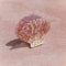 Hair Claw | Pink Terrazzo Shell by Kingston Jewellery. Australian Art Prints and Homewares. Green Door Decor. www.greendoordecor.com.au