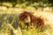 Heidi the Highland Cow | Rust by Nana Huchy. Australian Art Prints and Homewares. Green Door Decor. www.greendoordecor.com.au