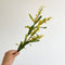 Paper Wattle Stem | Yellow. Australian Art Prints and Homewares. Green Door Decor. www.greendoordecor.com.au