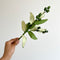 Paper Eucalyptus Long Leaf Gum Stem. Australian Art Prints and Homewares. Green Door Decor. www.greendoordecor.com.au
