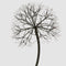 Lumi Light Up Dandelion 150cm with 576 LED Warm White Lights | Christmas Decorations by Florabelle Living. Australian Art Prints, Gifts, Fashion and Homewares. Green Door Decor. www.greendoordecor.com.au