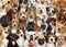 Jigsaw Puzzle (1000 Pieces) | All The Dogs by Peter Pauper Press. Australian Art Prints, Gifts, Fashion and Homewares. Green Door Decor. www.greendoordecor.com.au