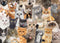 Jigsaw Puzzle (1000 Pieces) | All The Cats by Peter Pauper Press. Australian Art Prints, Gifts, Fashion and Homewares. Green Door Decor. www.greendoordecor.com.au
