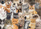 Jigsaw Puzzle (1000 Pieces) | All The Cats by Peter Pauper Press. Australian Art Prints, Gifts, Fashion and Homewares. Green Door Decor. www.greendoordecor.com.au