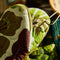 'Jolene' Oven Mitt Set by Sage and Clare. Australian Art Prints, Gifts, Fashion and Homewares. Green Door Decor. www.greendoordecor.com.au